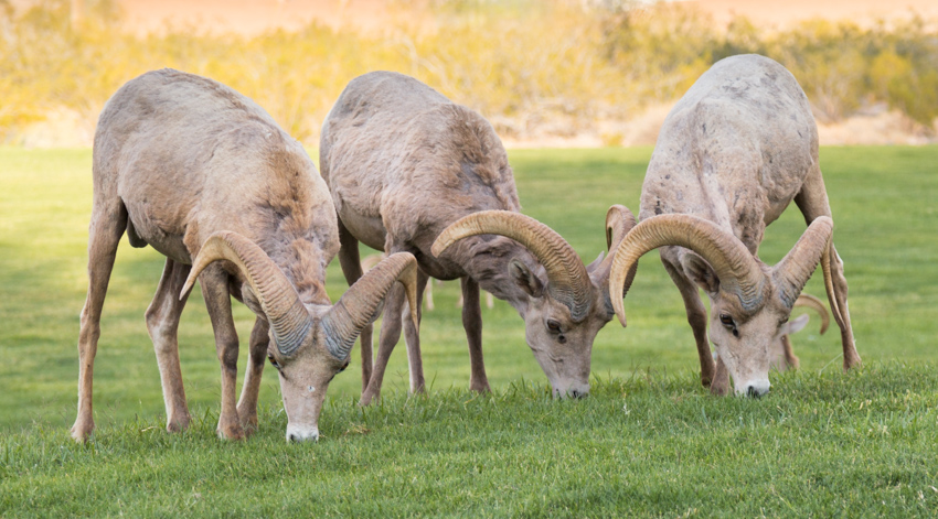 Grazing Big Horn Sheep Nevada