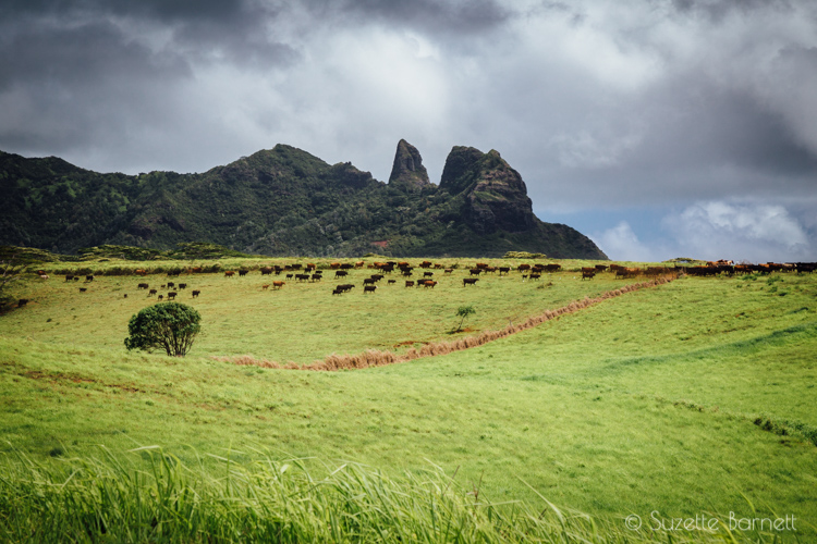 Kauai cattle herd