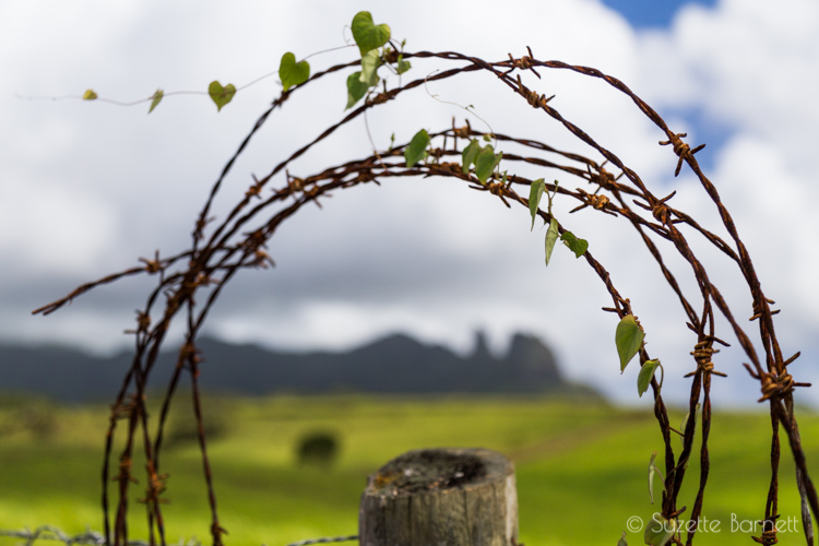 Kauai cattle ranch barbed wire