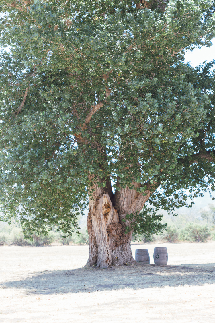 La_Purisma_Mission-American linden tree