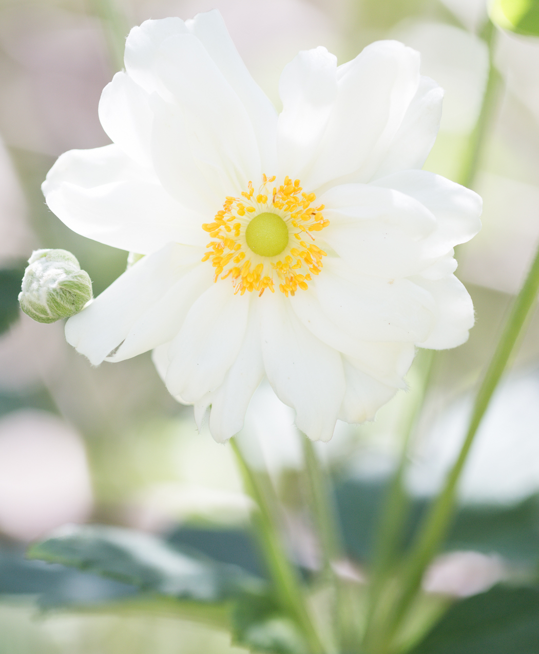 Botanic_Garden white flower