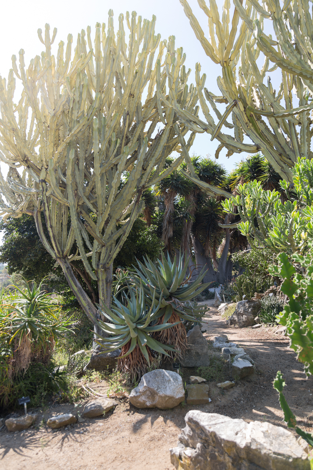 Botanic_Garden_cactus garden trail