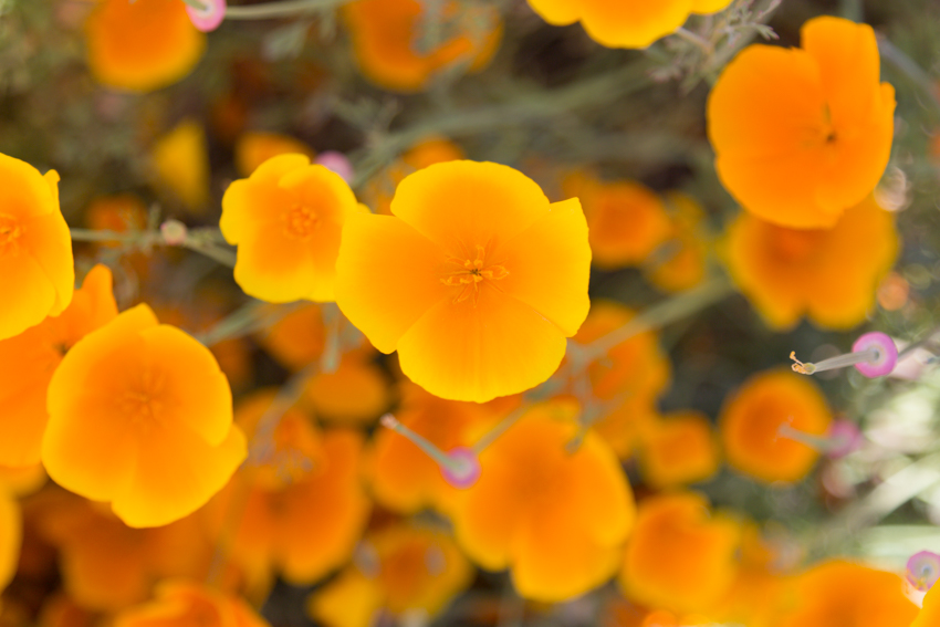 Close Up Wild California Poppies