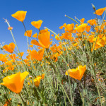 California Poppy Flower Super Bloom