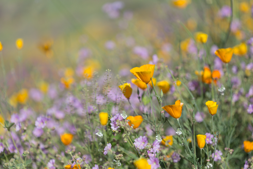 Poppies and purple wildflowers cover a hillside
