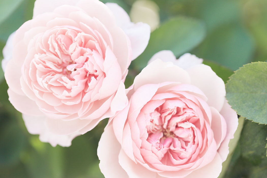 The Rose Garden includes a large collection of beautiful David Austin English Roses like these. Aren't they stunning?