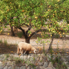 Grazing sheep at Mallorca citrus grove