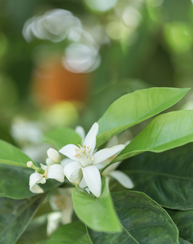 Fragrant Orange Groves in Redlands, California Try Something Fun