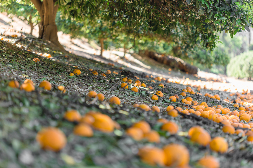 Fragrant Orange Groves in Redlands, California Try Something Fun