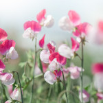 sun-kissed sweet pea flowers pink and white