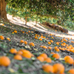 Fragrant Orange Groves in Redlands, California