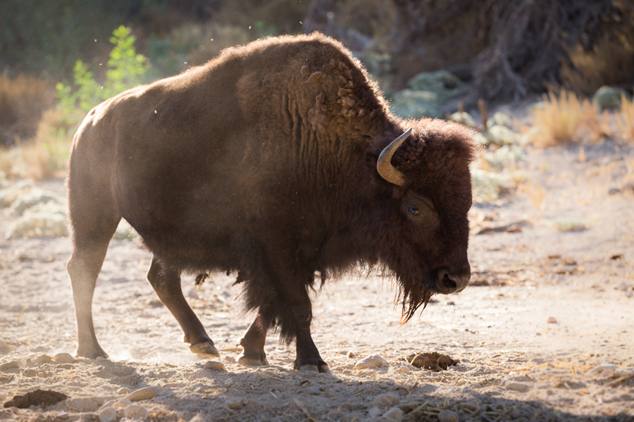 bison at morning light Hart Ranch