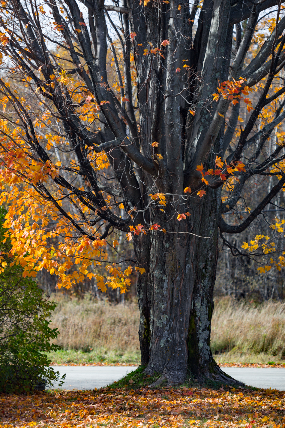 Vermont maple tree, in the flesh!