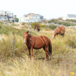 Wild Mustangs of the Outer Banks, North Carolina