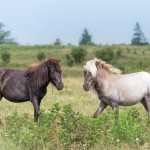 Where To Find Wild Ponies and Horses: Guide for Animal Lovers & Photographers