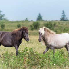 Majestic wild ponies photographed one morning at Grayson Highlands State Park in Virginia.