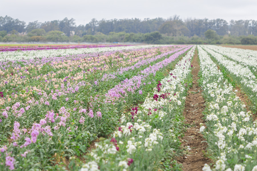 rows of stock flowers lompoc