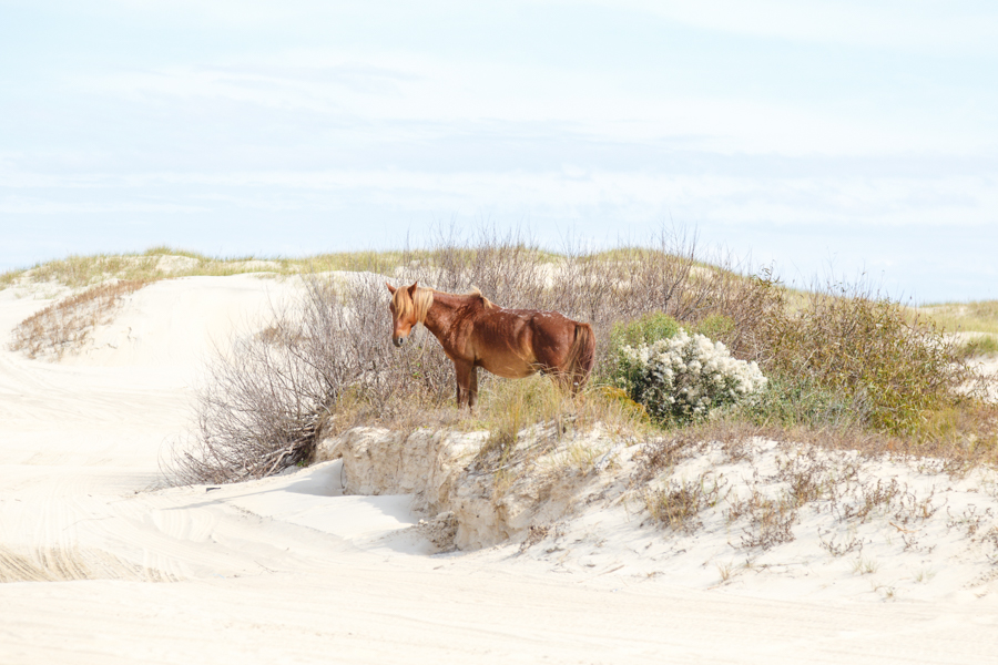 wild_mustang among sand dunes