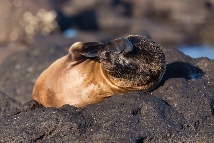 baby seal lion on rocks