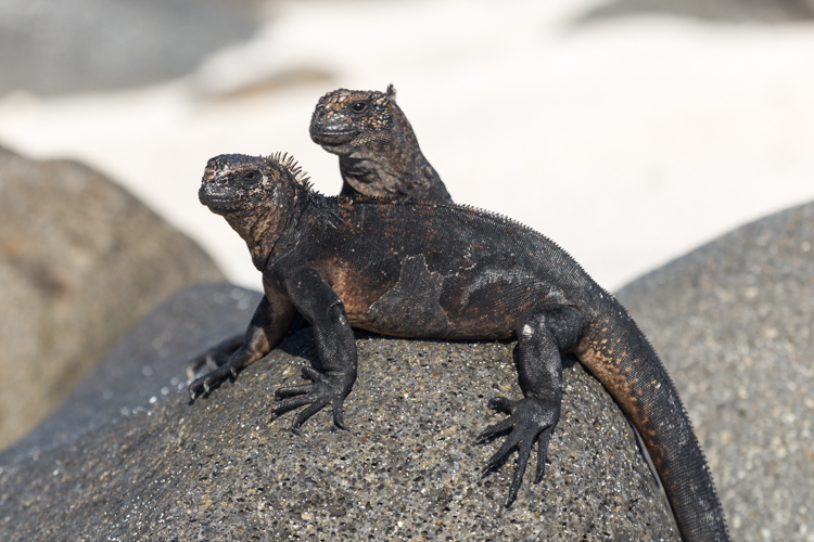 marine iguanas on rock