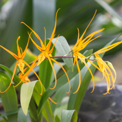 orange spider orchids