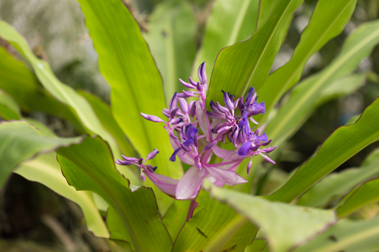 purple orchid plant
