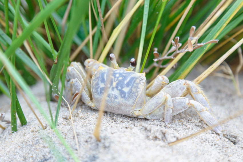 North_Carolina_Outer_Banks beach crab